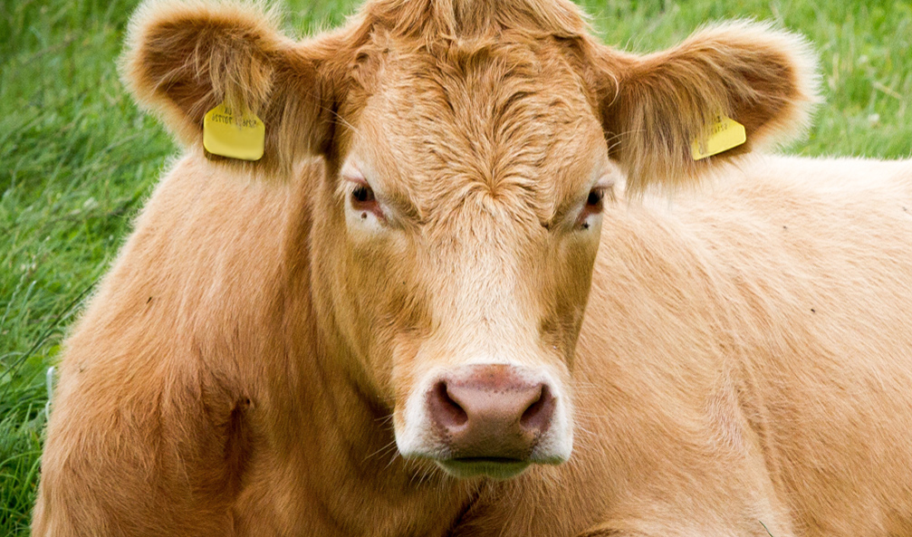 CATTLE PRODUCTION