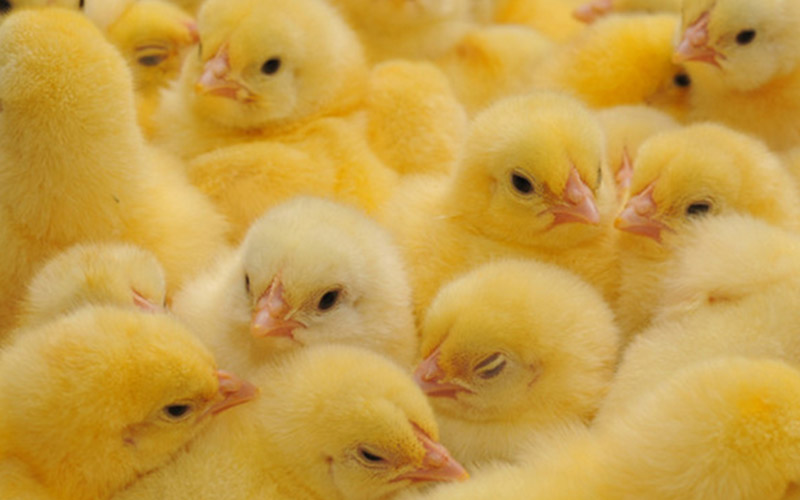 Incubation